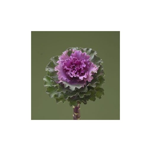 Brassica oleracea crane ruffle rose