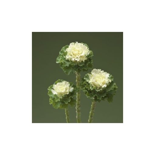 Brassica oleracea crane ruffle white