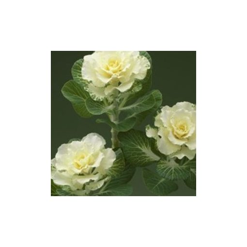 Brassica olracea flare white