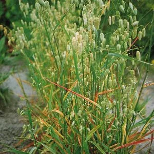 Briza maxima