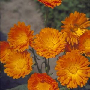 Calendula officinalis ball’s orange