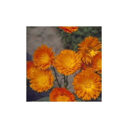 Calendula officinalis ball’s orange