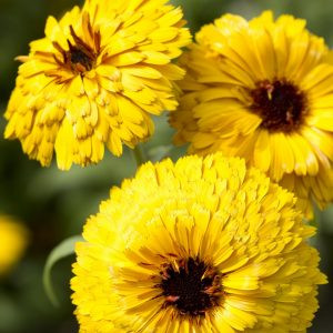 Calendula officinalis bull’s eye