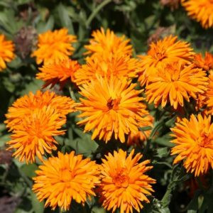 Calendula officinalis calexis orange fsn