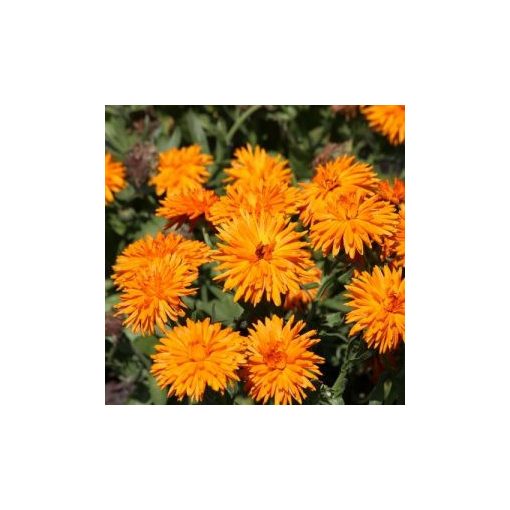 Calendula officinalis calexis orange fsn