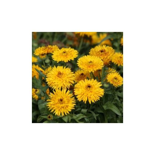 Calendula officinalis calexis yellow fsn