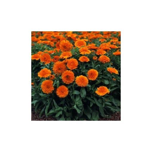 Calendula officinalis candyman orange