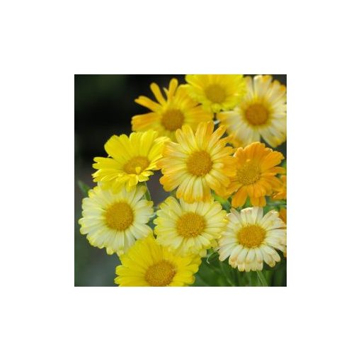 Calendula officinalis daisy citrus fg mixture