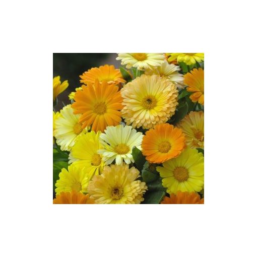 Calendula officinalis daisy fg mixture