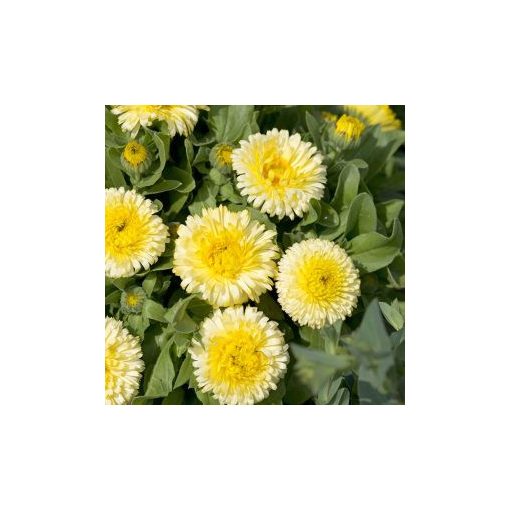 Calendula officinalis double lemon