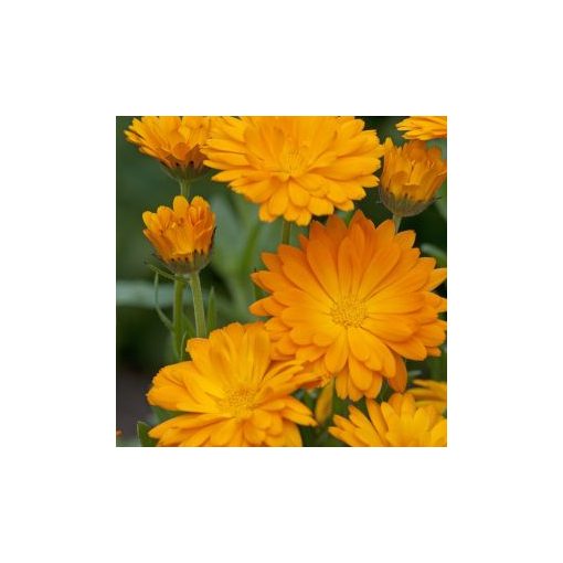 Calendula officinalis funky stuff