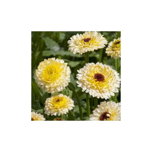 Calendula officinalis ivory princess