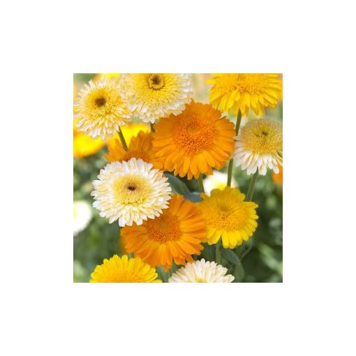 Calendula officinalis kinglet formula mixture