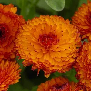 Calendula officinalis neon