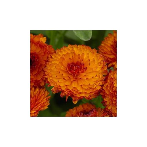 Calendula officinalis neon