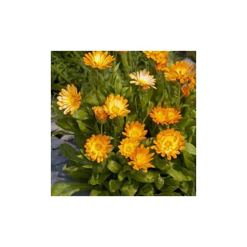 Calendula officinalis oopsy daisy