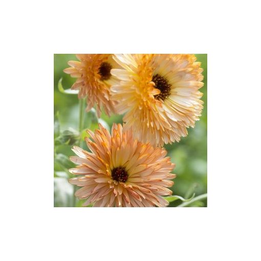 Calendula officinalis orange flash