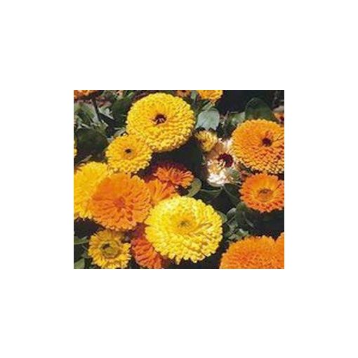 Calendula officinalis pacific beauty mix