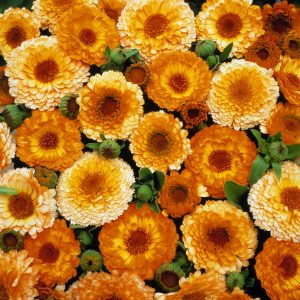 Calendula officinalis pink surprise