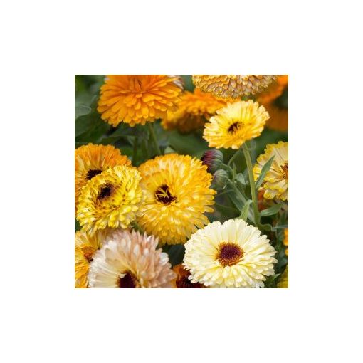 Calendula officinalis playtime mix