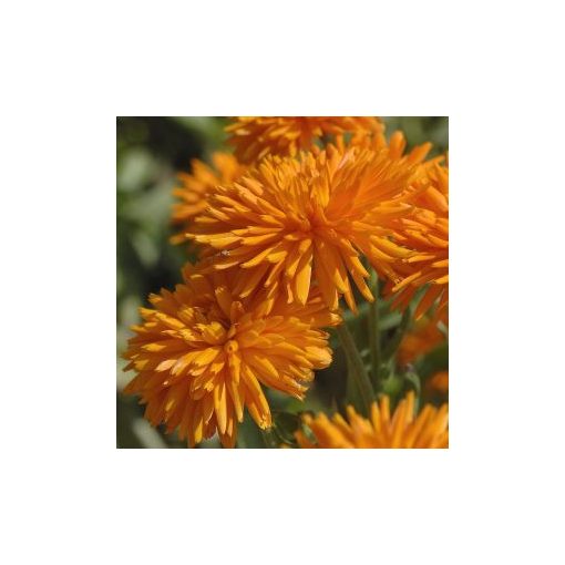 Calendula officinalis porcupine orange