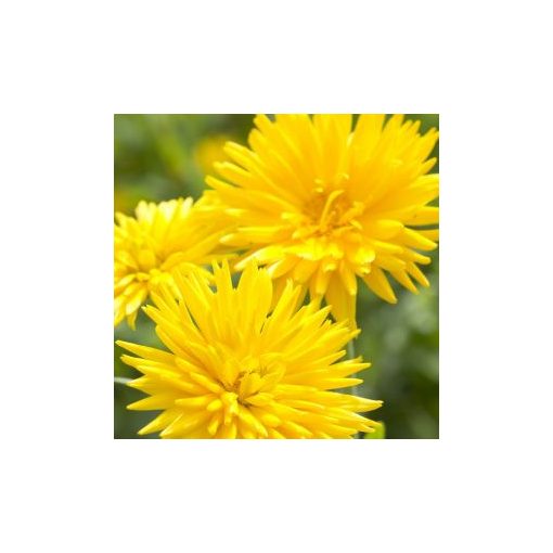 Calendula officinalis porcupine yellow