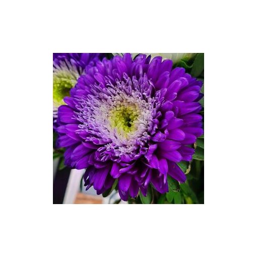 Callistephus (aster) chinensis azumi xl blue