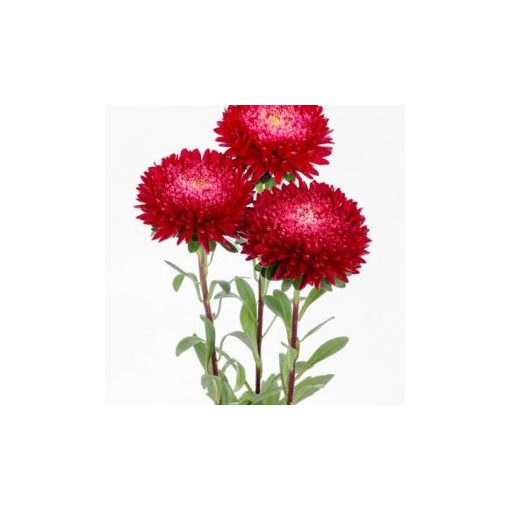 Callistephus (aster) chinensis azumi xl red