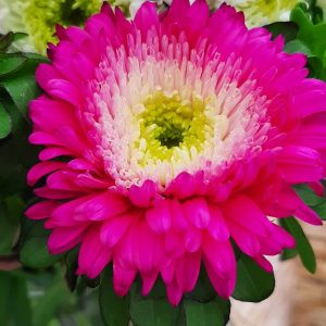 Callistephus (aster) chinensis azumi xl rose