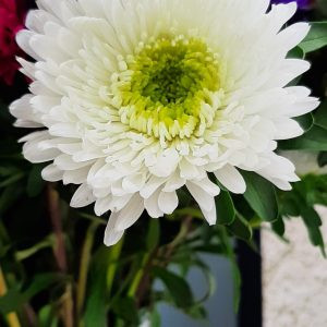 Callistephus (aster) chinensis azumi xl white
