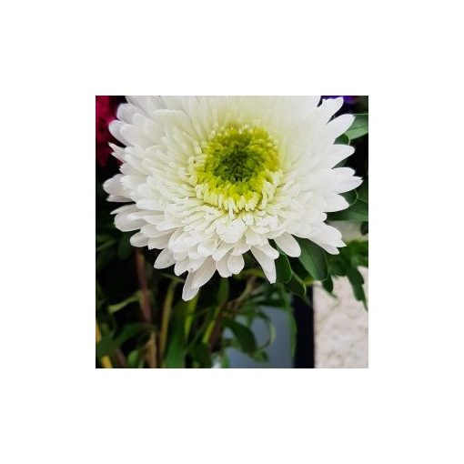 Callistephus (aster) chinensis azumi xl white