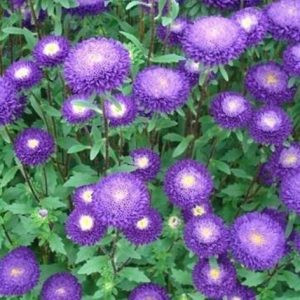 Callistephus (aster) chinensis bonita blue