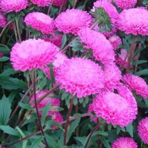 Callistephus (aster) chinensis bonita pink