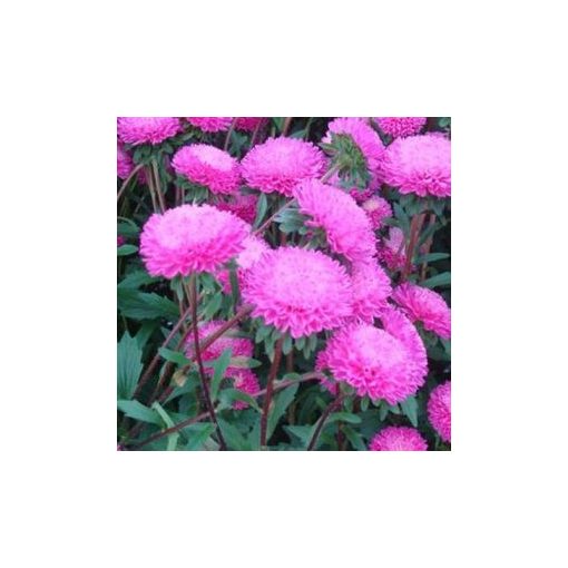 Callistephus (aster) chinensis bonita pink