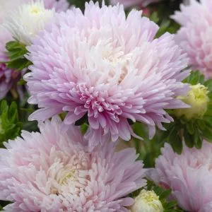 Callistephus (aster) chinensis king size appleblossom
