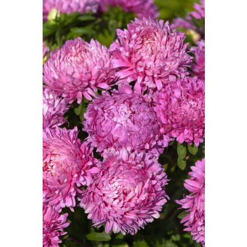 Callistephus (aster) chinensis king size rose