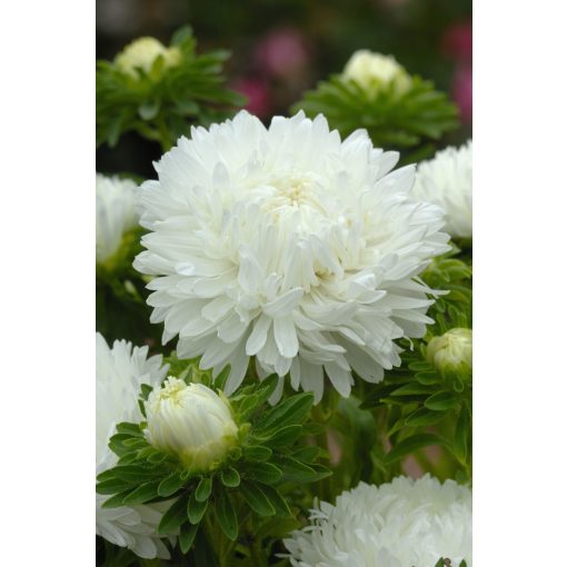 Callistephus (aster) chinensis king size white