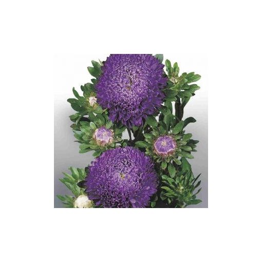 Callistephus (aster) chinensis matador deep blue