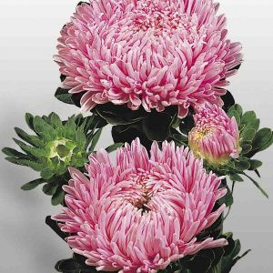 Callistephus (aster) chinensis matador salmon pink