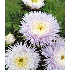 Callistephus (aster) chinensis matador soft blue