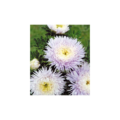 Callistephus (aster) chinensis matador soft blue