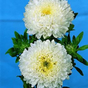 Callistephus (aster) chinensis matador white