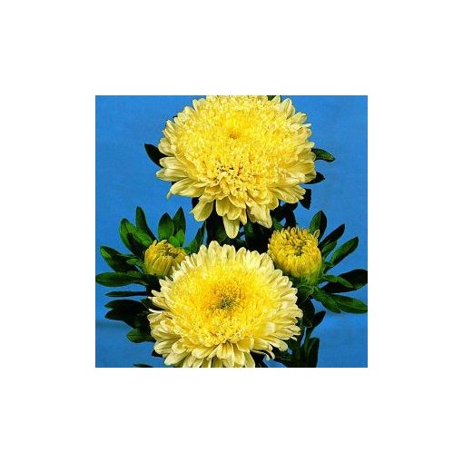 Callistephus (aster) chinensis matador yellow