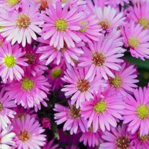 Callistephus (aster) chinensis palette pink