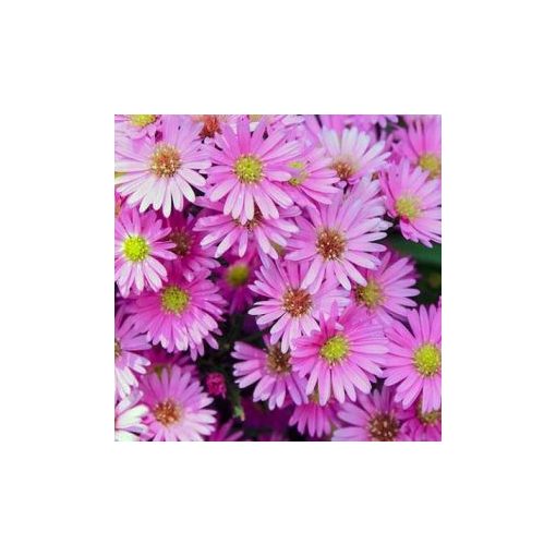 Callistephus (aster) chinensis palette pink