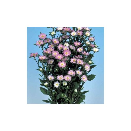 Callistephus (aster) chinensis serenade rose tipped white