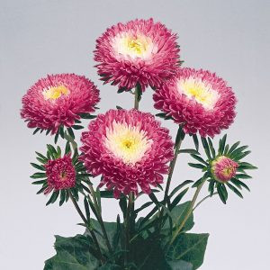 Callistephus (aster) chinensis standy carmine & white