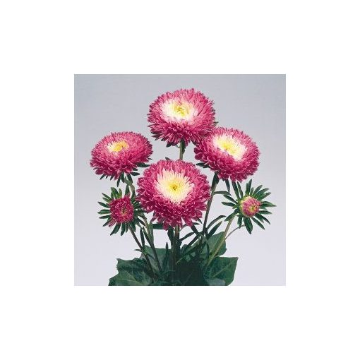 Callistephus (aster) chinensis standy carmine & white