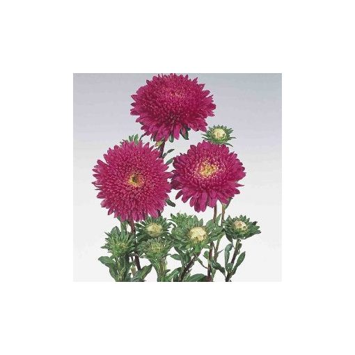 Callistephus (aster) chinensis standy carmine red