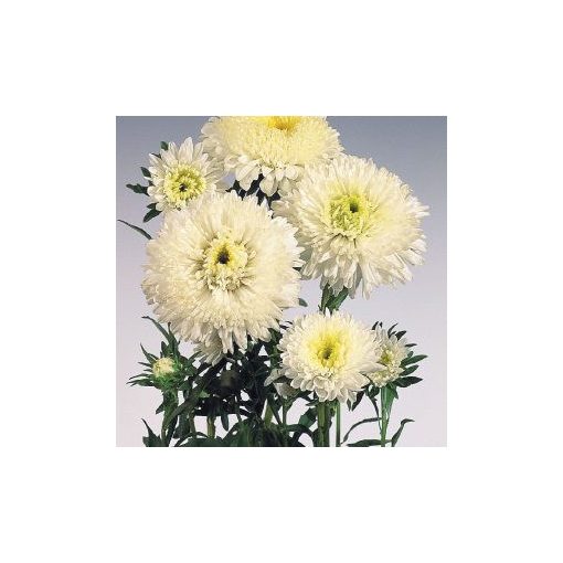 Callistephus (aster) chinensis standy creamy white